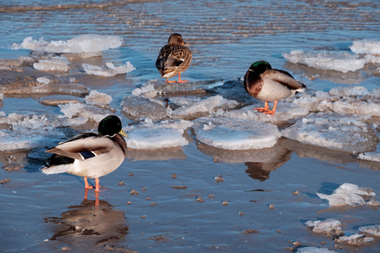 Volkszählung der Enten @fotografci, fotolia