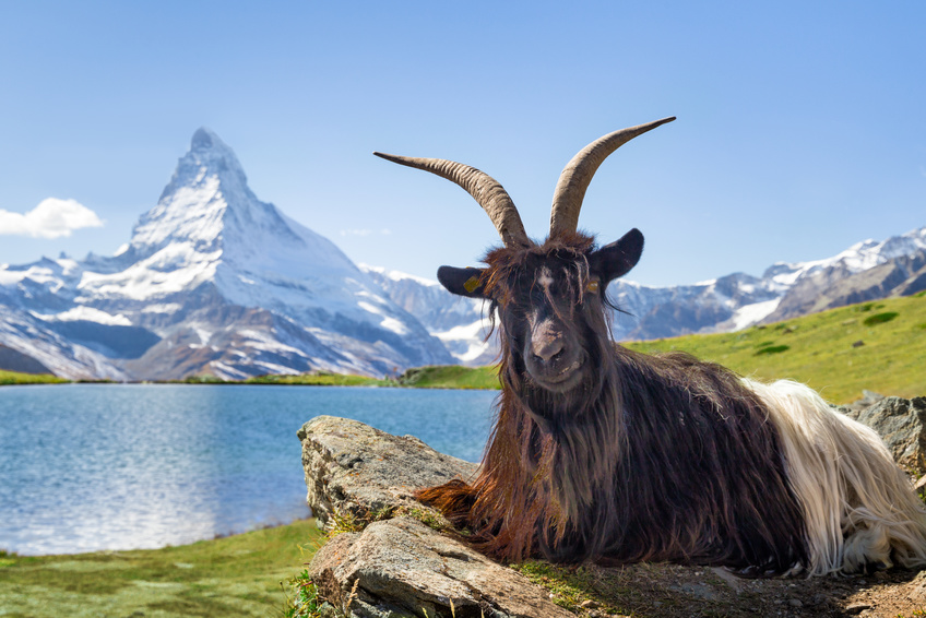 Sehenswürdigkeiten in der Schweiz @eyetronic, fotolia