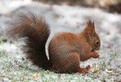 Bild von Oldiefan auf Pixabay