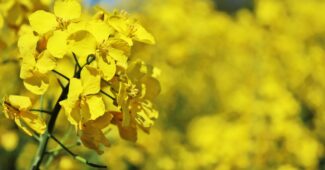 Bild von TanteTati auf Pixabay