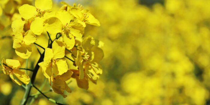 Bild von TanteTati auf Pixabay