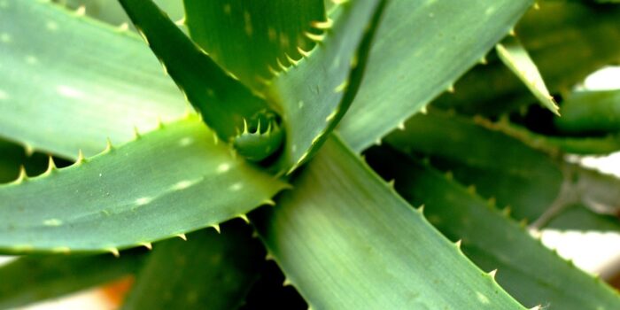 Bild von bstad auf Pixabay